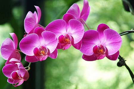 蝴蝶兰花怎么养？蝴蝶兰养殖方法
