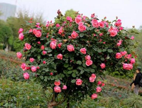 月季花怎么修剪