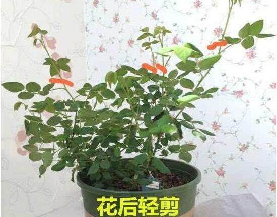 月季花怎么修剪