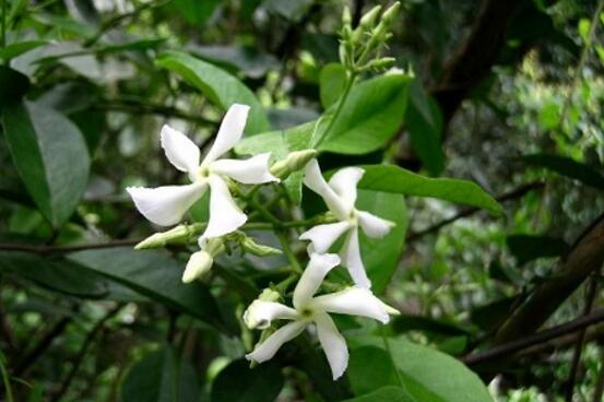 风车茉莉养殖方法