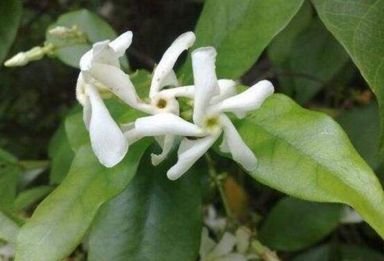 风车茉莉养殖方法