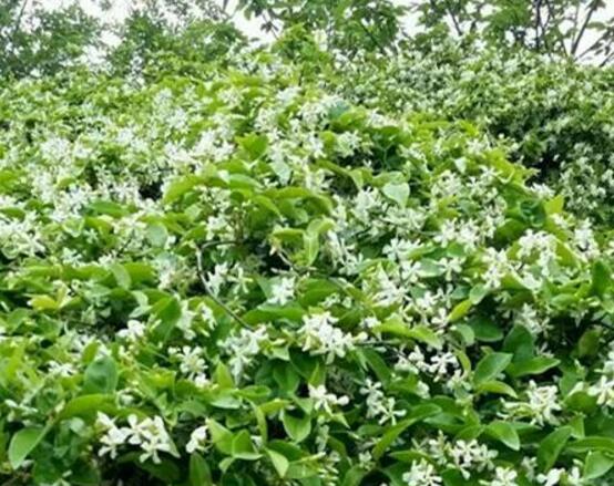 风车茉莉养殖方法