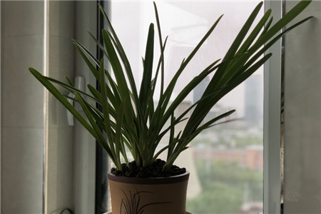 兰花怎么种，兰花的价格