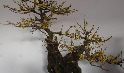 腊梅种子怎么种才能发芽，腊梅种子种植方法