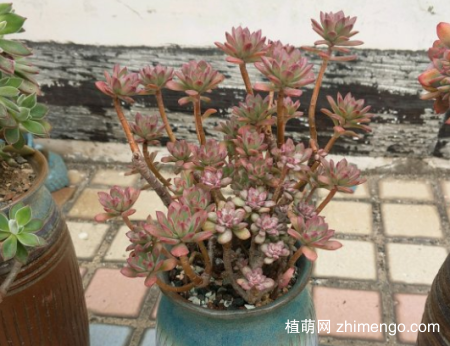 红稚莲怎么养，叶片颜色变成红色出状态