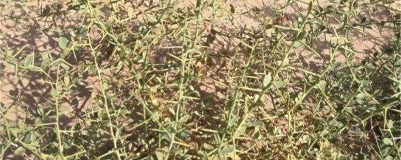 骆驼刺的养殖方法和注意事项