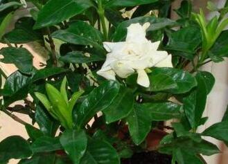 栀子花的养殖方法和浇水，根系不喜欢积水