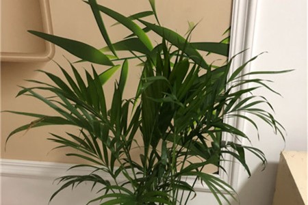 新买的凤尾竹怎么养