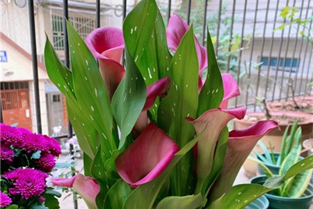 马蹄莲花怎么养，开花后怎么处理