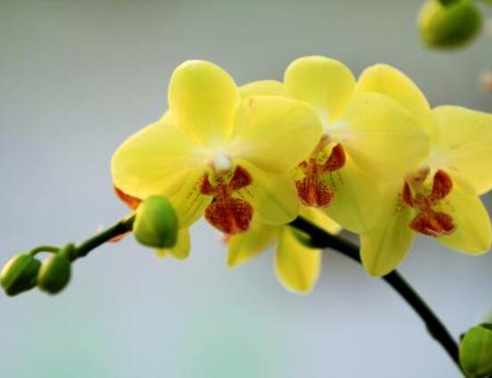 蝴蝶兰开花前养护方法