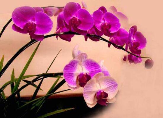 蝴蝶兰开花前养护方法