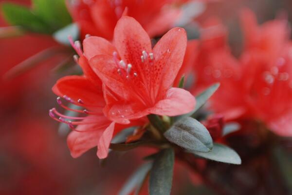 杜鹃茶花养殖方法