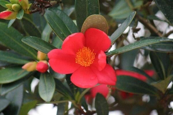杜鹃茶花养殖方法