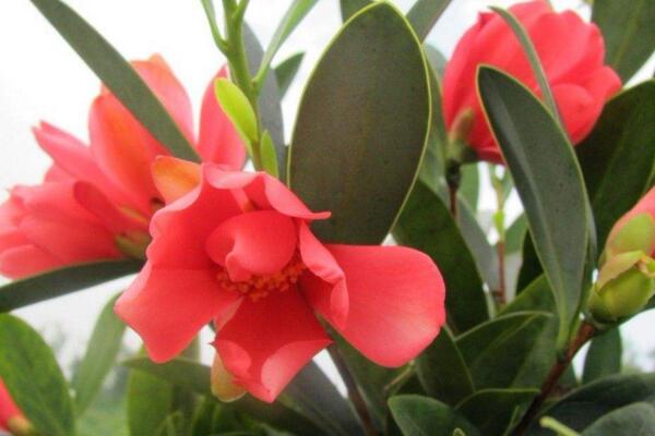 杜鹃茶花养殖方法