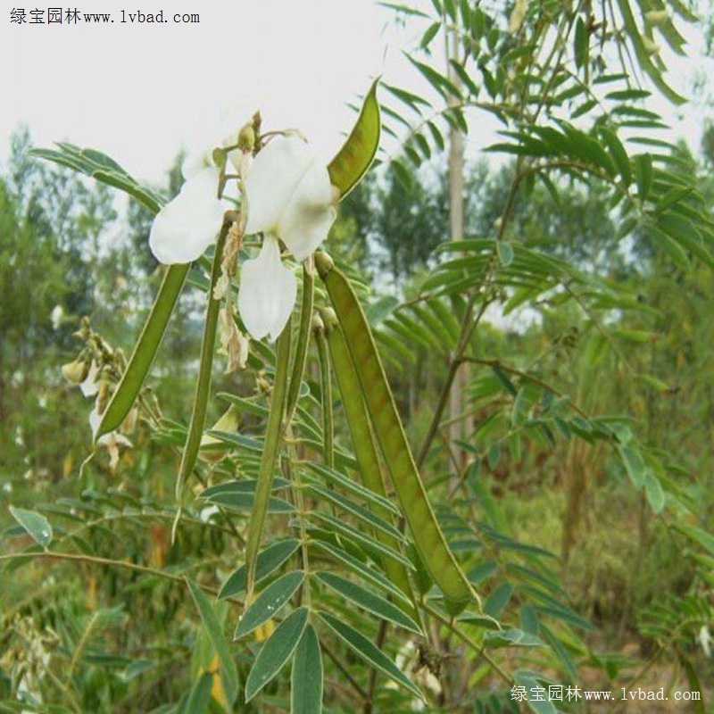 山毛豆什么时候种？山毛豆怎么种？