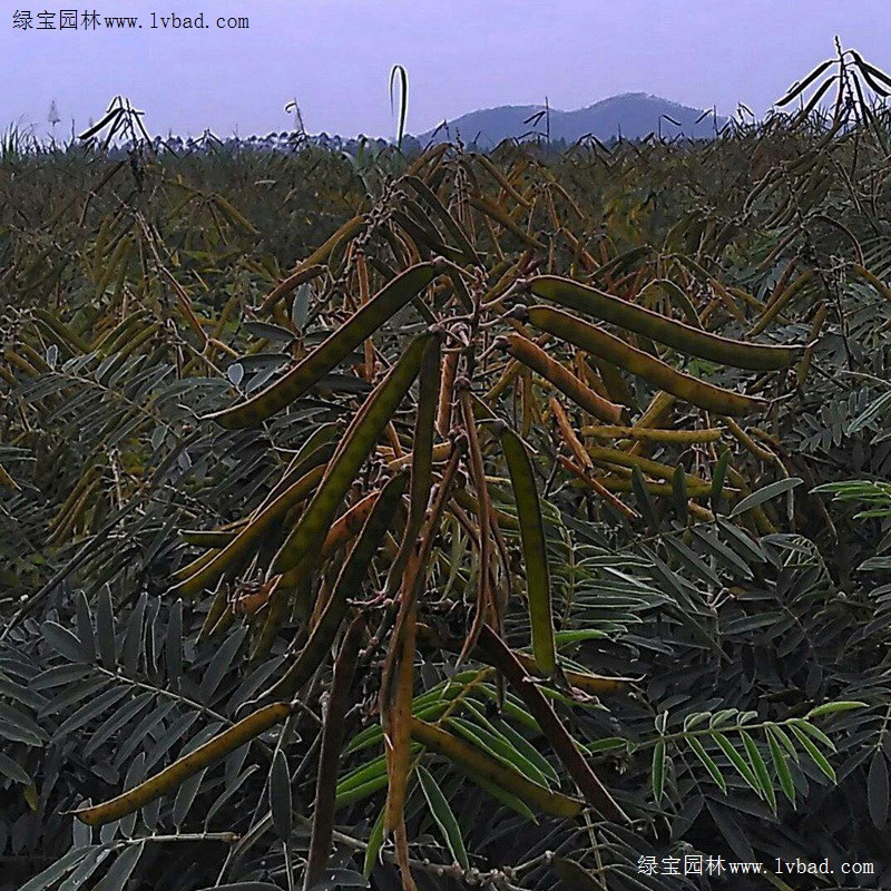 山毛豆什么时候种？山毛豆怎么种？