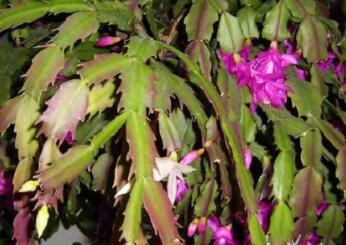 蟹爪兰怎么养才能开花？合理浇水合理施肥