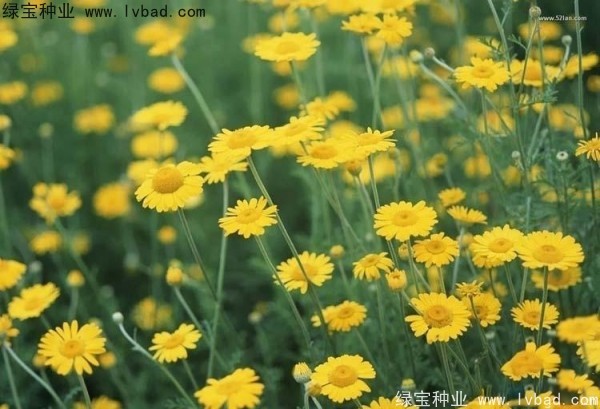 黄菊花种子发芽温度最佳是几度？