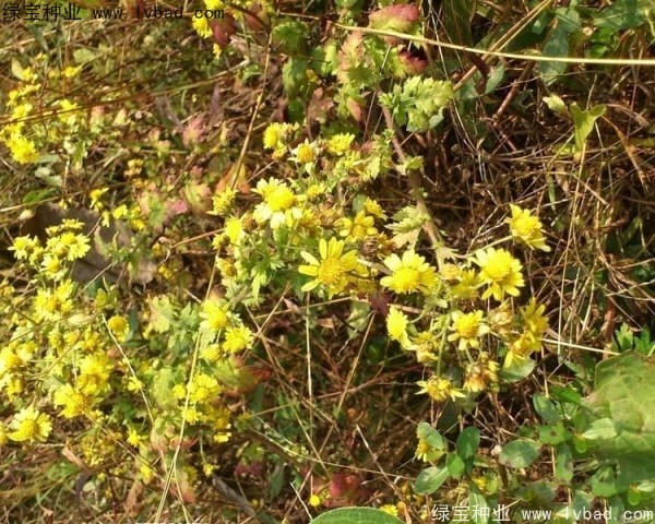 黄菊花种子发芽温度最佳是几度？
