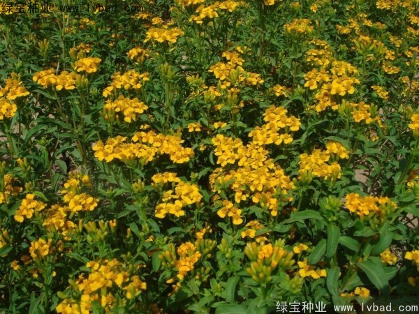 七里黄种子的种植方法,七里黄什么时候种植好？