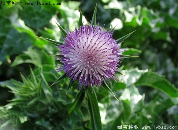 水飞蓟在种植后养护的方法