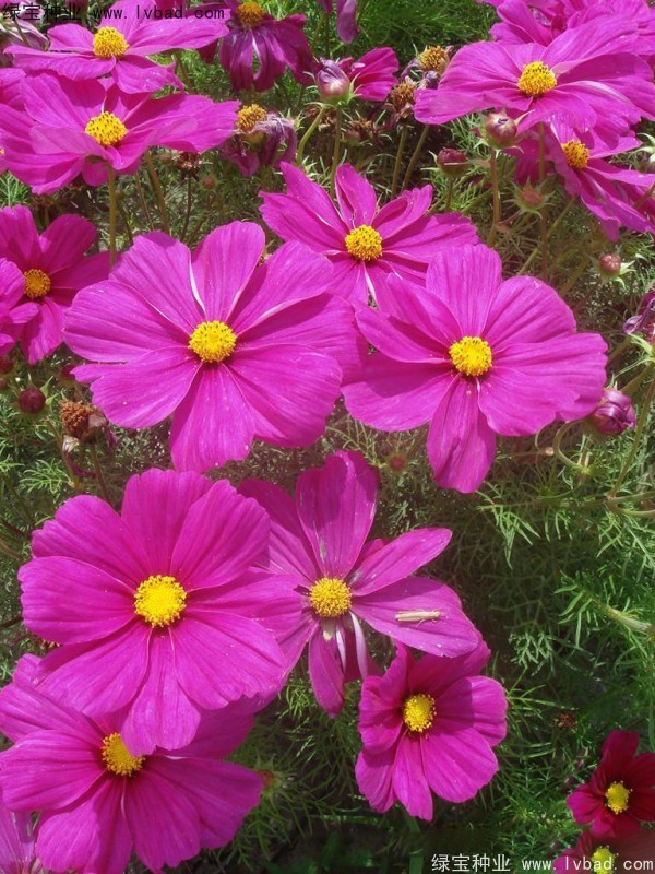 格桑花花海怎么种比较好