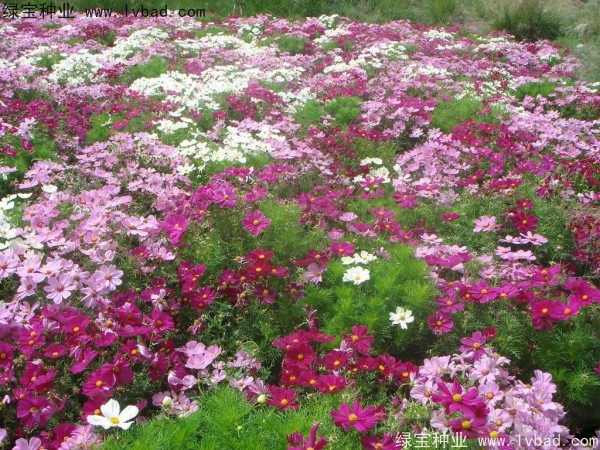 格桑花花海怎么种比较好
