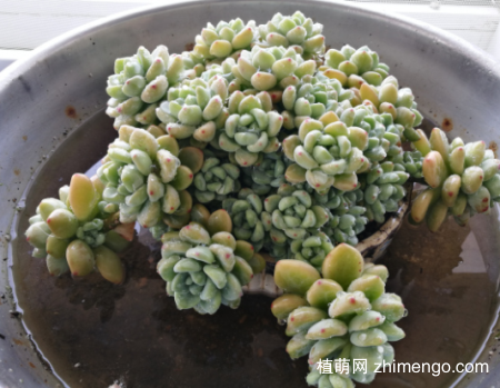 多肉植物劳尔的养殖方法和注意事项