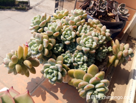 多肉植物劳尔的养殖方法和注意事项