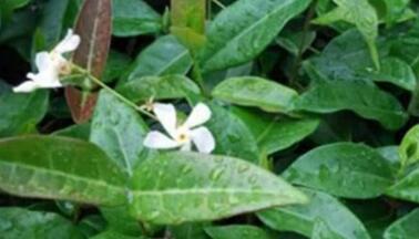 花叶络石藤的种植方法,春秋两季可按压带钢
