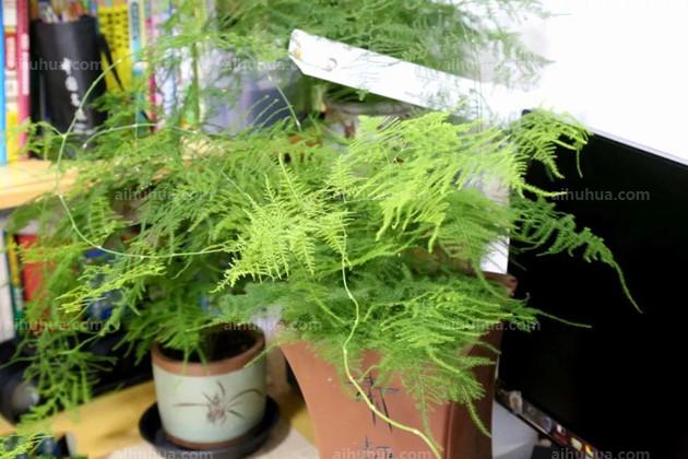 这6种花太好养，怎么浇水都不会死！