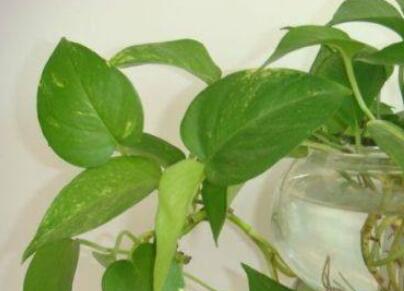 观叶植物施什么肥？观叶植物施肥要点