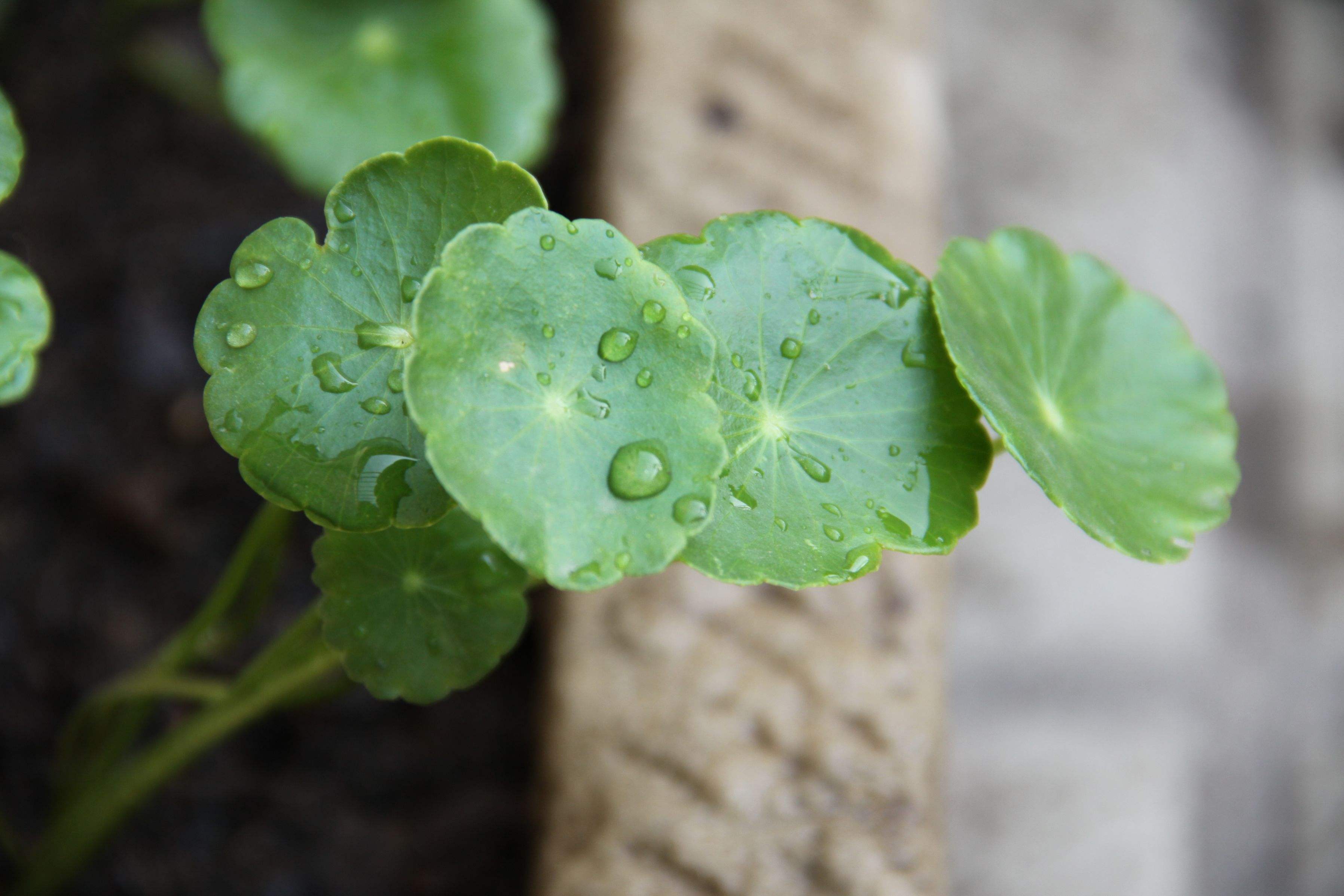给花浇水 “养花”不能乱浇水