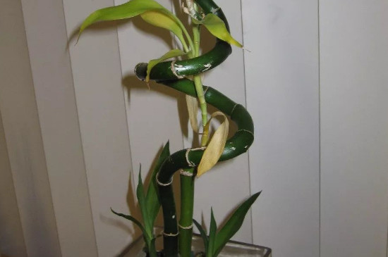 富贵竹土壤养殖的方法