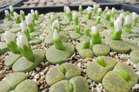 多肉的花苞修剪方法