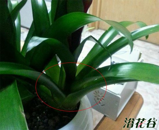 红运当头花怎么浇水|附其他要点