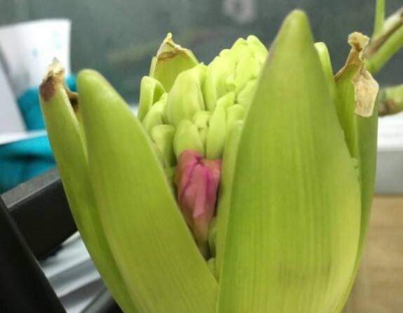 水培风信子一般几月开始