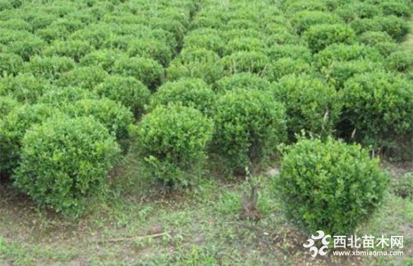 冬青球怎么种植栽培？