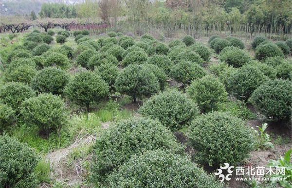 冬青球怎么种植栽培？