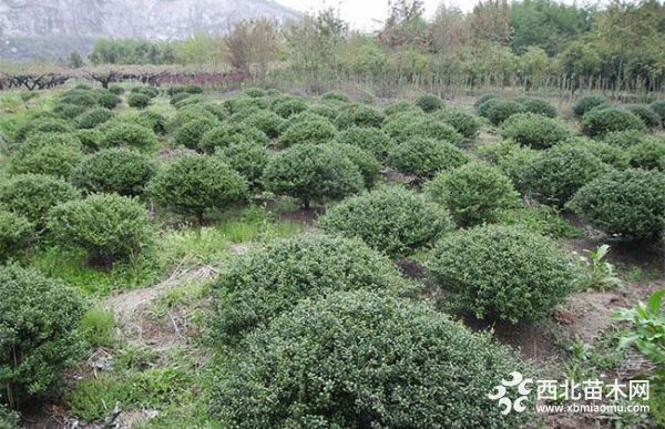 冬青球怎么种植栽培？
