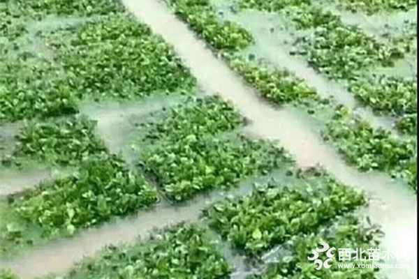 暴雨过后，花卉生产如何有效止损？