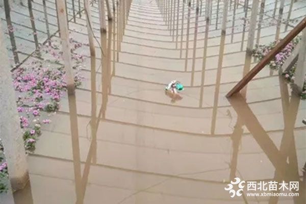 暴雨过后，花卉生产如何有效止损？