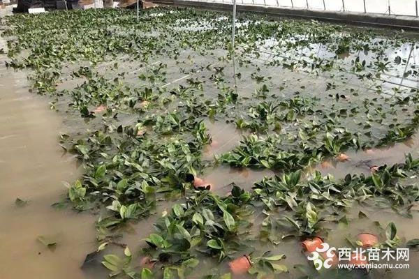 暴雨过后，花卉生产如何有效止损？