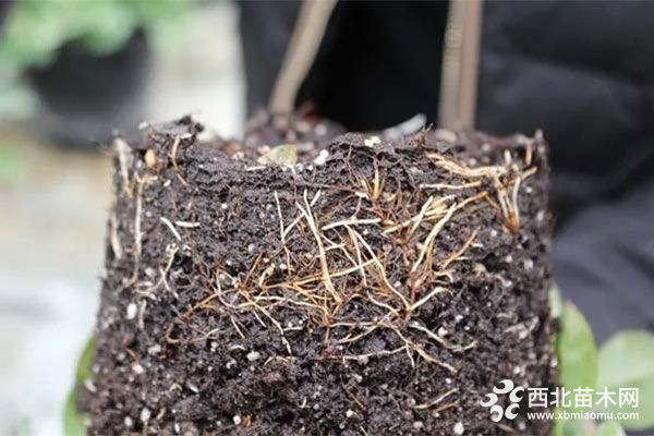 暴雨过后，花卉生产如何有效止损？
