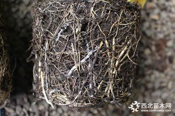 暴雨过后，花卉生产如何有效止损？