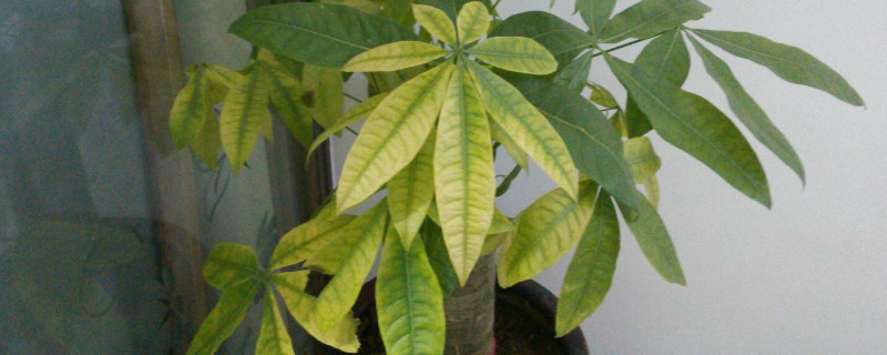 四季发财树的养殖方法