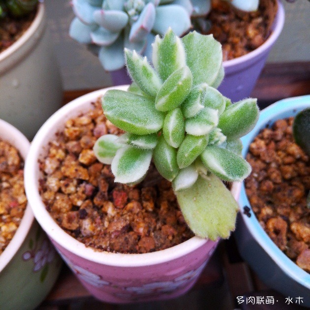 不知道为什么忽然很想浇水