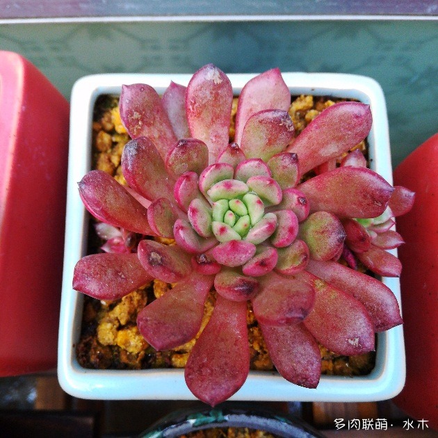 不知道为什么忽然很想浇水