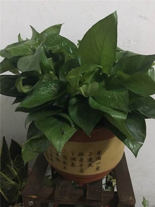 绿萝怎么养？绿萝养殖的注意事项以及13个常见问题