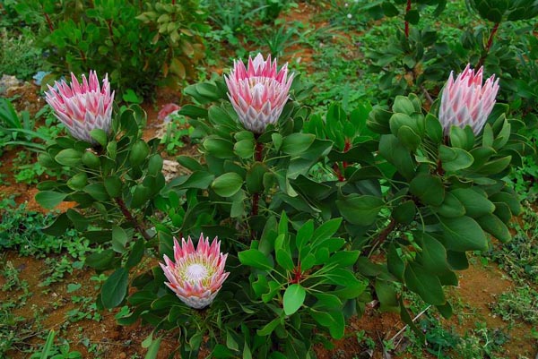 帝王花养殖方法|帝王花的养殖注意事项